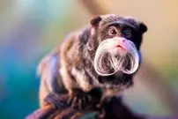 تصاویر؛ عجیب‌ترین حیوانات جهان که شاید اسمشان را نشنیده باشید