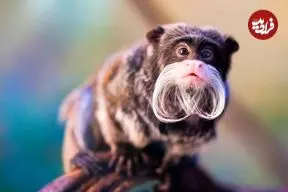 تصاویر؛ عجیب‌ترین حیوانات جهان که شاید اسمشان را نشنیده باشید