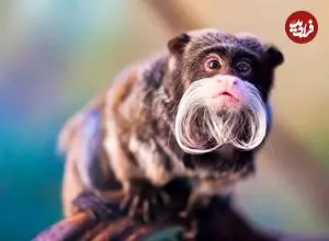 تصاویر؛ عجیب‌ترین حیوانات جهان که شاید اسمشان را نشنیده باشید