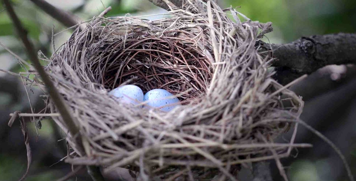 (ویدئو) تصاویری دیدنی از لانه سازی، تخمگذاری تا تولد جوجه‌های یک پرنده
