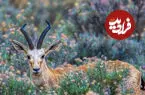 ببینید| تصاویری دیدنی از آهوهای میاندشت