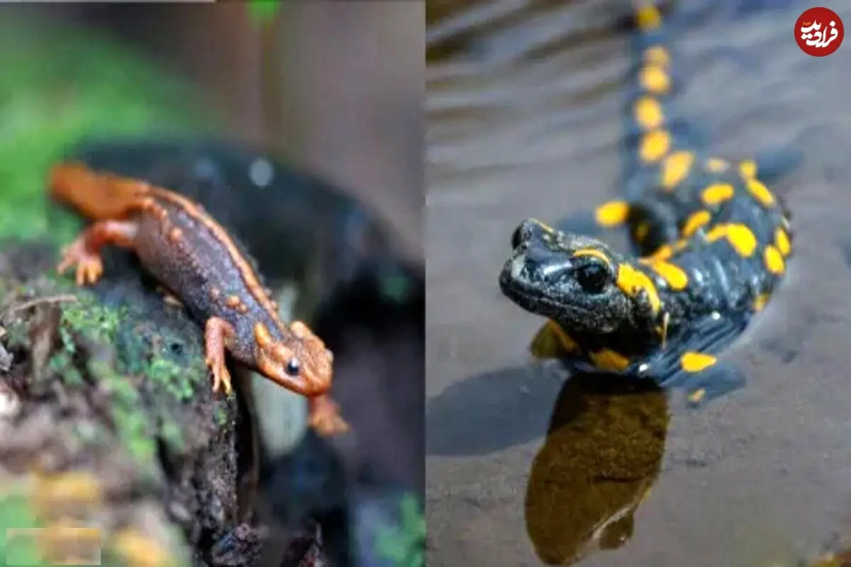 تصاویر؛ تفاوت بین سمندر و سمندر آبی چیست؟