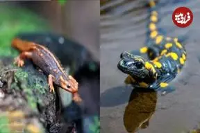 تصاویر؛ تفاوت بین سمندر و سمندر آبی چیست؟