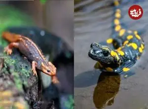 تصاویر؛ تفاوت بین سمندر و سمندر آبی چیست؟