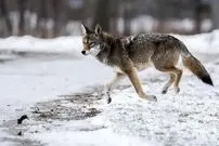 تصاویر| کایوگرگ؛ دورگه‌ای با ظاهری بسیار متنوع که از جفت‌گیری کایوت و گرگ ایجاد می‌شود و استاد حرکات نامرئی در محیط‌های شهری‌ست