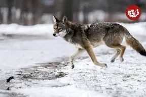 تصاویر| کایوگرگ؛ دورگه‌ای با ظاهری بسیار متنوع که از جفت‌گیری کایوت و گرگ ایجاد می‌شود و استاد حرکات نامرئی در محیط‌های شهری‌ست