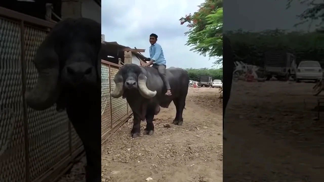 (ویدئو) دومین گاومیش بزرگ جهان با وزن 1235 کیلوگرم وزن