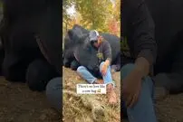 این ویدئو ثابت می کند که گاوها احساس و عشق را درک می کنند