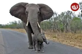 ببینید| محافظت دیدنی فیل مادر از فرزند خود در برابر گردشگران