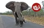 ببینید| محافظت دیدنی فیل مادر از فرزند خود در برابر گردشگران