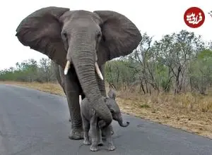 ببینید| محافظت دیدنی فیل مادر از فرزند خود در برابر گردشگران
