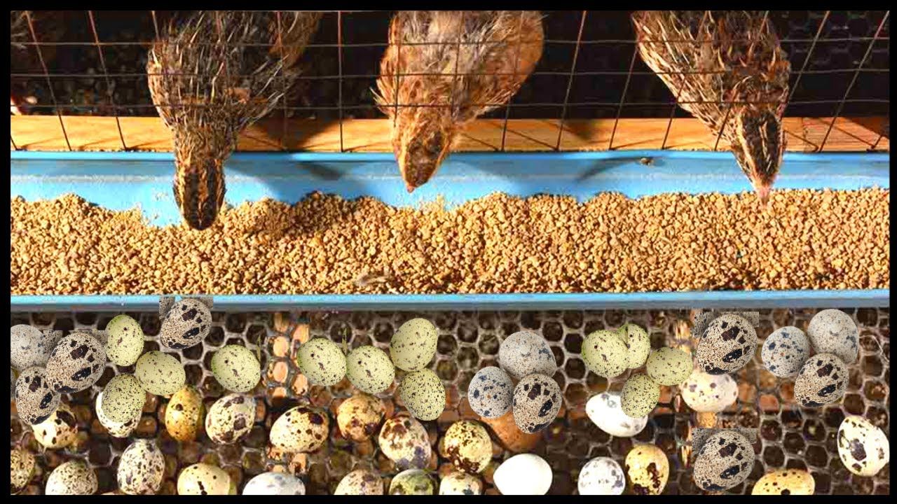 (ویدئو) فرآیند پرورش و تولید میلیون ها تخم بلدرچین؛ نحوه فرآوری گوشت بلدرچین