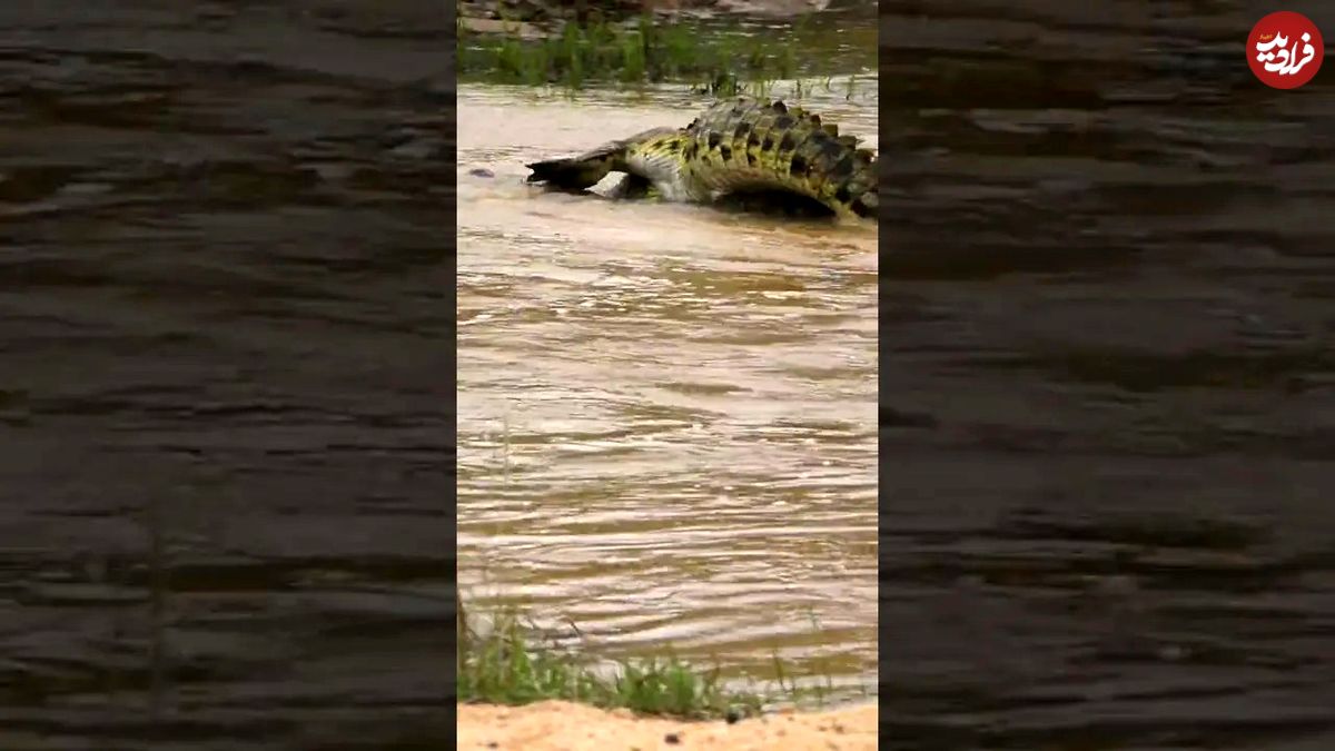 (ویدئو) جنگ و جدال دو تمساح غول پیکر در رودخانه