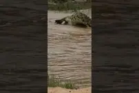 (ویدئو) جنگ و جدال دو تمساح غول پیکر در رودخانه