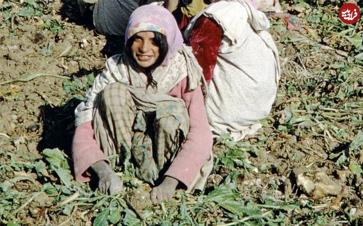 (عکس) سفر به ایران قدیم؛ مزرعۀ چغندرقند در اصفهان؛ 58 سال قبل