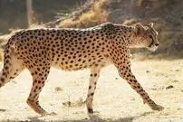 (ویدیو) صدای عجیب‌ چیتا شبیه به جوجه