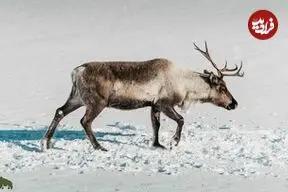 عکس| تنها پستانداری که برای زنده ماندن در تاریکی رنگ چشم خودش را عوض می‌کند