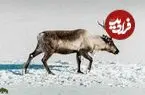 عکس| تنها پستانداری که برای زنده ماندن در تاریکی رنگ چشم خودش را عوض می‌کند