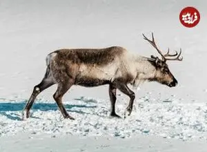 عکس| تنها پستانداری که برای زنده ماندن در تاریکی رنگ چشم خودش را عوض می‌کند