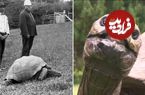 عکس؛ با ۱۹۳ سال سن، جاناتان پیرترین موجود زنده جهان است