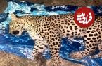ببینید؛ نجات پلنگ ایرانی در نقطه صفر مرزی گیلان
