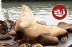 ببینید| شیر دریایی غول‌پیکر جاذبه گردشگری شد