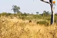 ببینید| شیر نر یک بچه‌پلنگ را جلوی چشمان مادرش شکار کرد