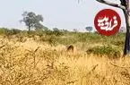 ببینید| شیر نر یک بچه‌پلنگ را جلوی چشمان مادرش شکار کرد