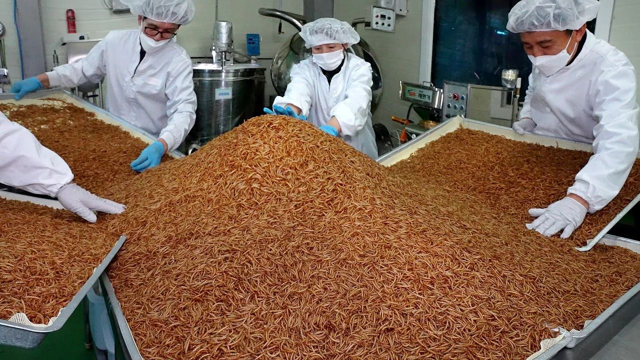 (ویدئو) ببینید کره ای ها چگونه کرم حشره را در کارخانه به چاشنی غذا تبدیل می کنند