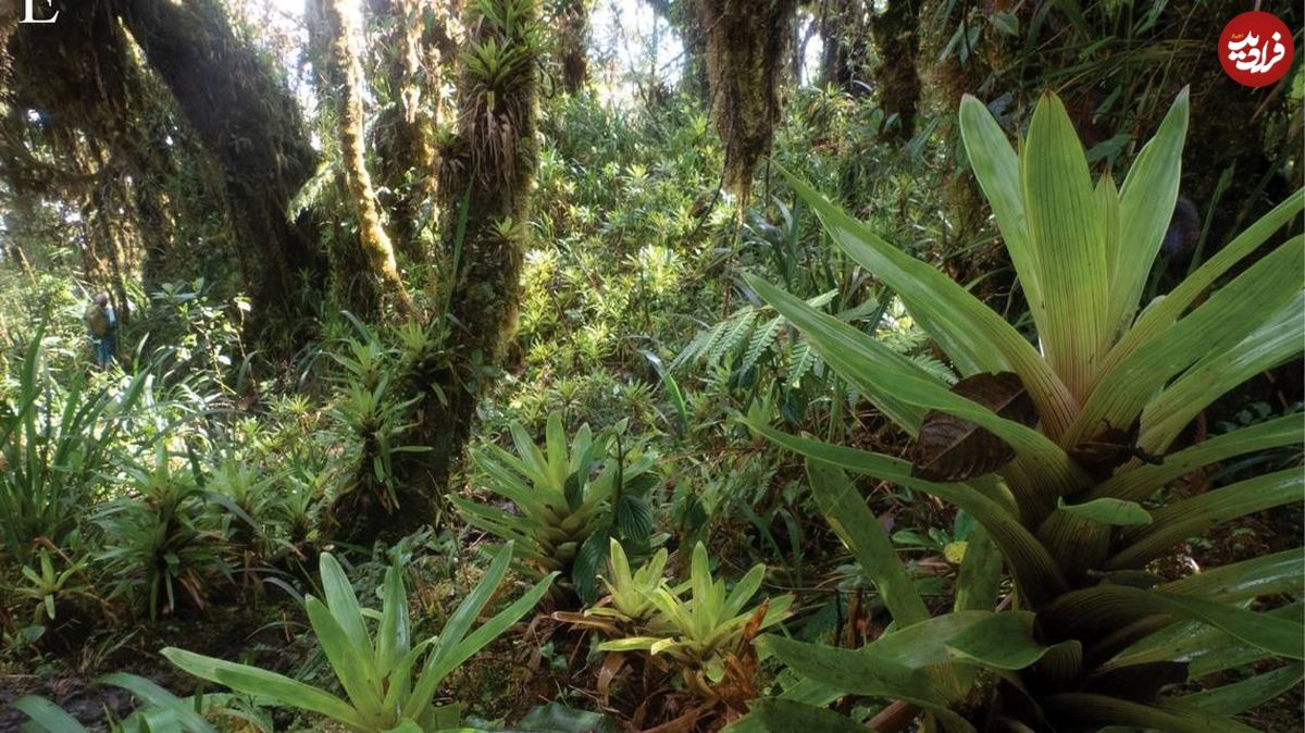 (تصویر) شناسایی قورباغه‌ای با خارهای «اژدهامانند» در جنگل‌های اکوادور
