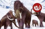 دندان «ماموت دورگه» بعد از 25 هزار سال به آزمایشگاه رفت