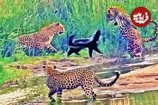 ببینید| نبرد حماسی یک گورکن عسل خوار با 3 پلنگ گرسنه