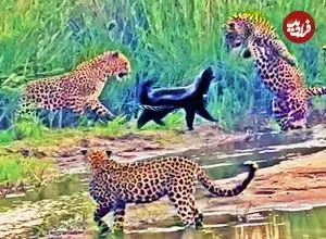 ببینید| نبرد حماسی یک گورکن عسل خوار با 3 پلنگ گرسنه