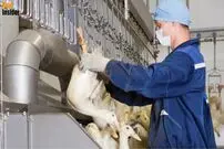 (ویدئو) مرحل پرورش غاز و اردک؛ فرآیند چرب کردن جگر غاز و اردک