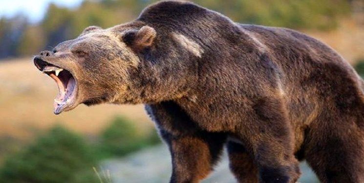 (ویدئو) حمله ناگهانی یک خرس به چند مرد!