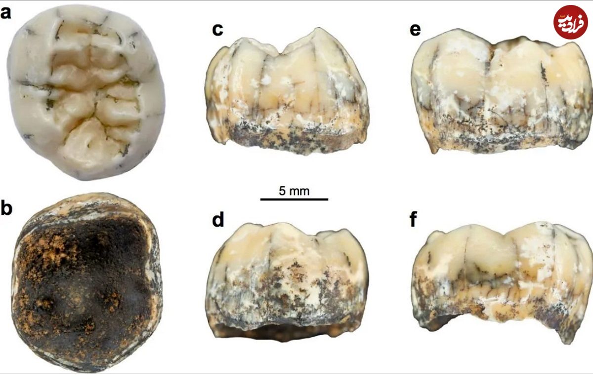 (تصاویر) معمای دندان تازه کشف شده یک دختر بچه ۱۶۰ هزار ساله!
