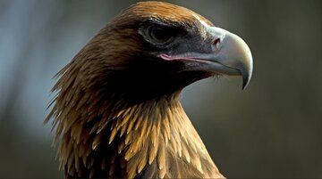 (عکس) عقابی که قادر به شکار کانگورو بود!