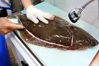 ببینید| غذای خیابانی در کره؛ تهیه دو نوع غذا با کفشک ماهی در سئول