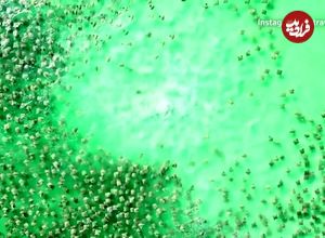 ویدئویی تماشایی از تعقیب صد‌ها لقمه‌ماهی توسط یک کوسه