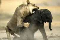 (ویدیو) شیر به سختی اما بالاخره بچه فیل را شکار کرد!