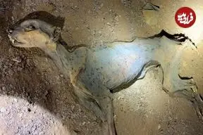 کشف «مومیایی طبیعی یوزپلنگ» در غارهای شمال عربستان