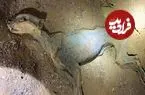 کشف «مومیایی طبیعی یوزپلنگ» در غارهای شمال عربستان