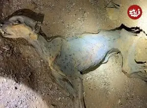 کشف «مومیایی طبیعی یوزپلنگ» در غارهای شمال عربستان