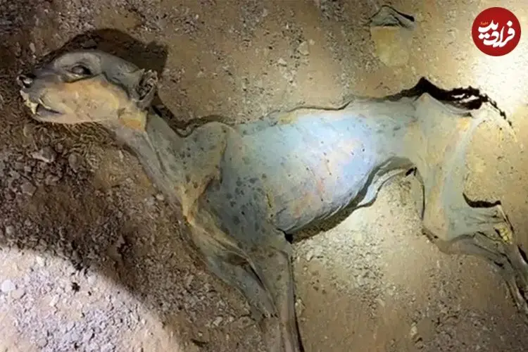 کشف «مومیایی طبیعی یوزپلنگ» در غارهای شمال عربستان