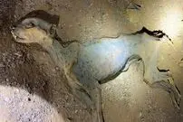 کشف «مومیایی طبیعی یوزپلنگ» در غارهای شمال عربستان