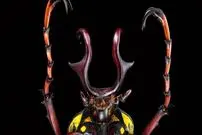 عکس| سوسک آسیایی درشت اندام 