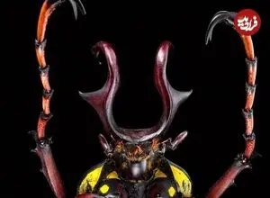 عکس| سوسک آسیایی درشت اندام 