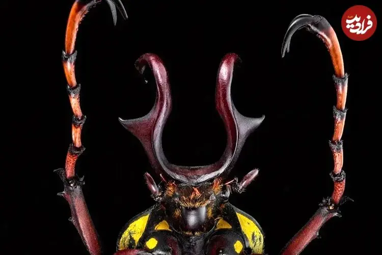 عکس| سوسک آسیایی درشت اندام 