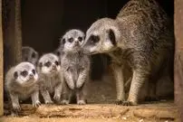 10 جانور «ماده» که خونخوارتر و کشنده‌تر از «نرها» هستند