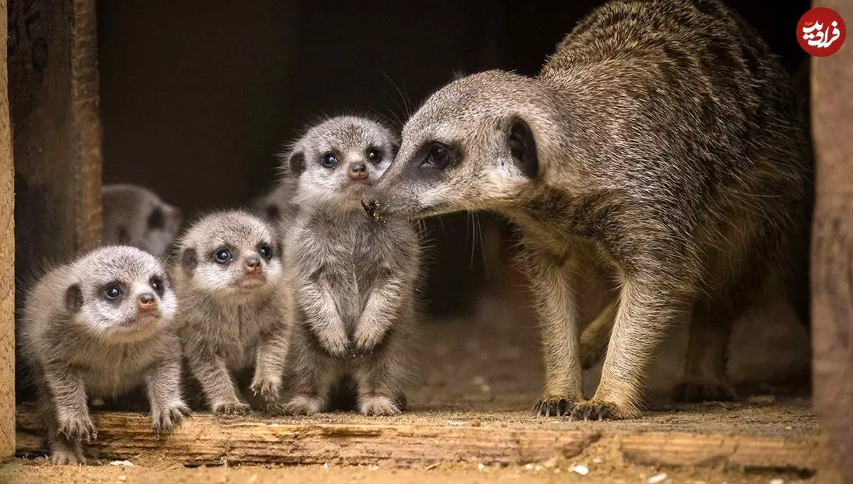 10 جانور «ماده» که خونخوارتر و کشنده‌تر از «نرها» هستند